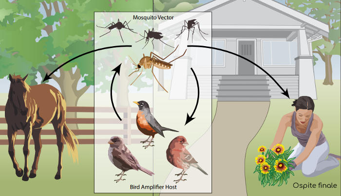 Ciclo vitale del virus West Nile