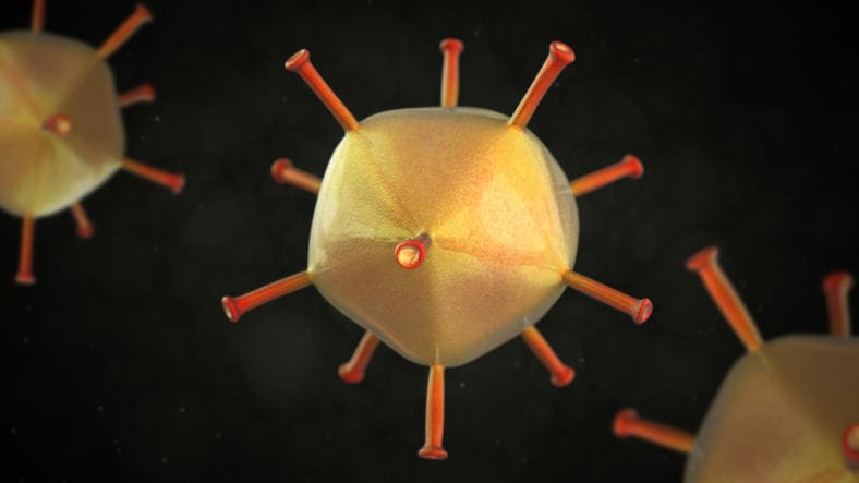 Ricostruzione grafica di un adenovirus
