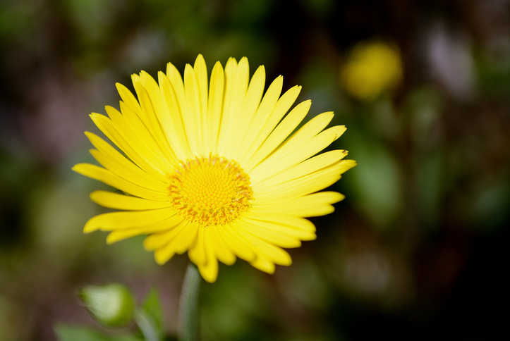 Immagine del fiore di arnica montana