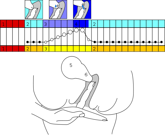Disegno che mostra come rilevare la posizione della cervice in relazione all'andamento del ciclo mestruale e relativa ovulazione.