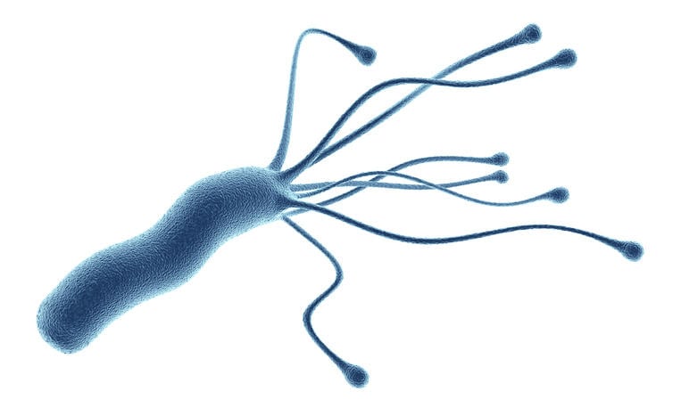 Ricostruzione grafica dell'helicobacter pylori