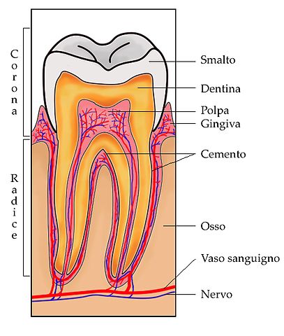 Immagine con la sezione di un dente