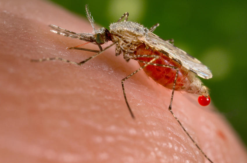 Una zanzara vettore di malaria, nel momento della puntura