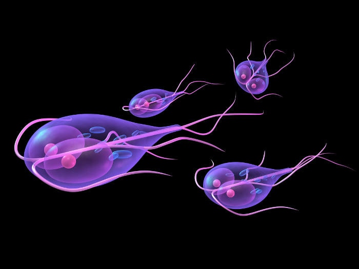 Ricostruzione grafica della presentazione della Giardia Lamblia