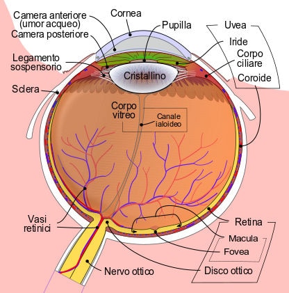 Immagine con descritta l'anatomia dell'occhio umano