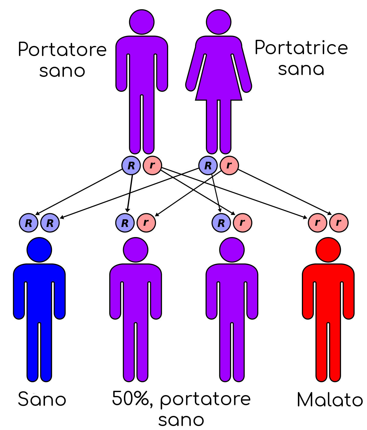 Semplificazione della genetica della fibrosi cistica