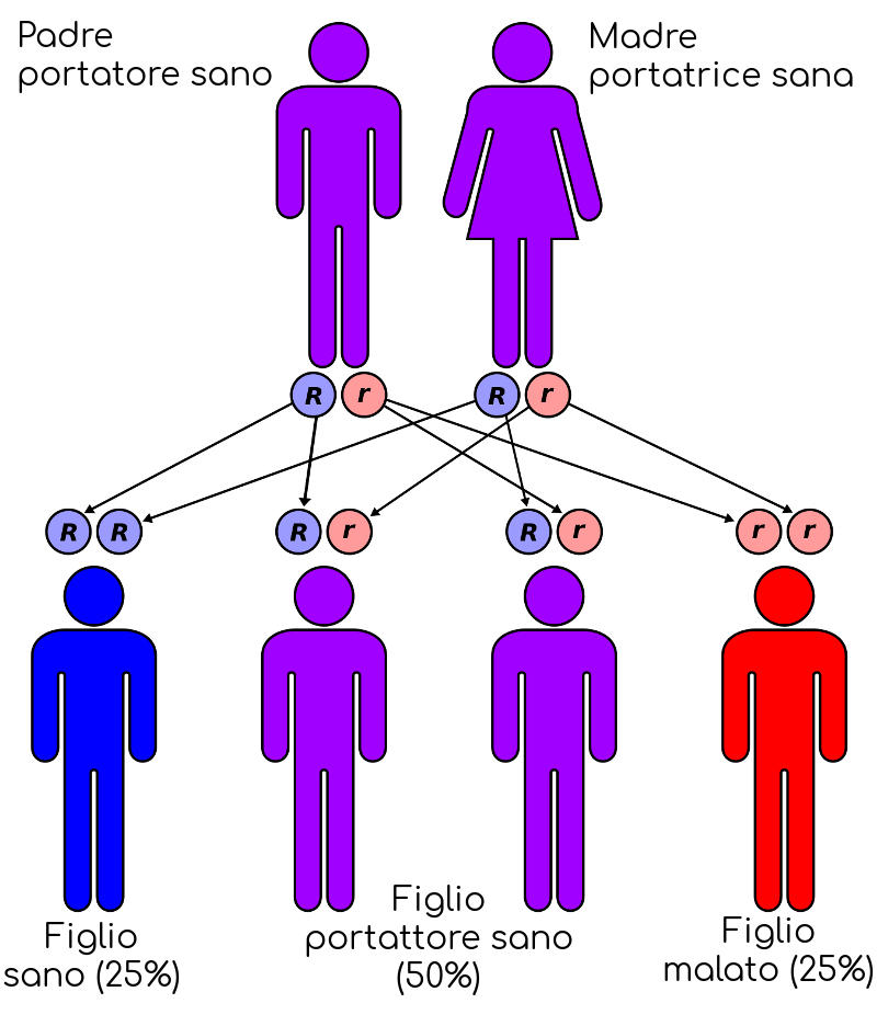 Semplificazione della trasmissione genetica della talassemia da due genitori portatori sani