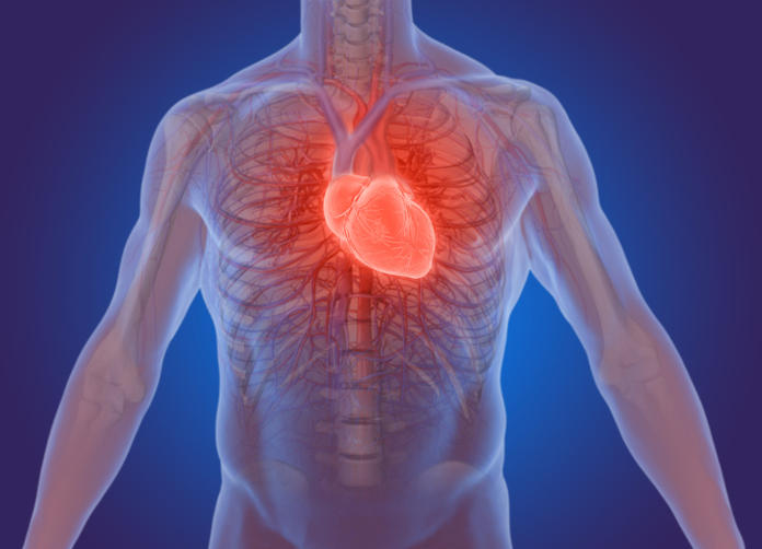 Ricostruzione grafica della posizione anatomica del cuore