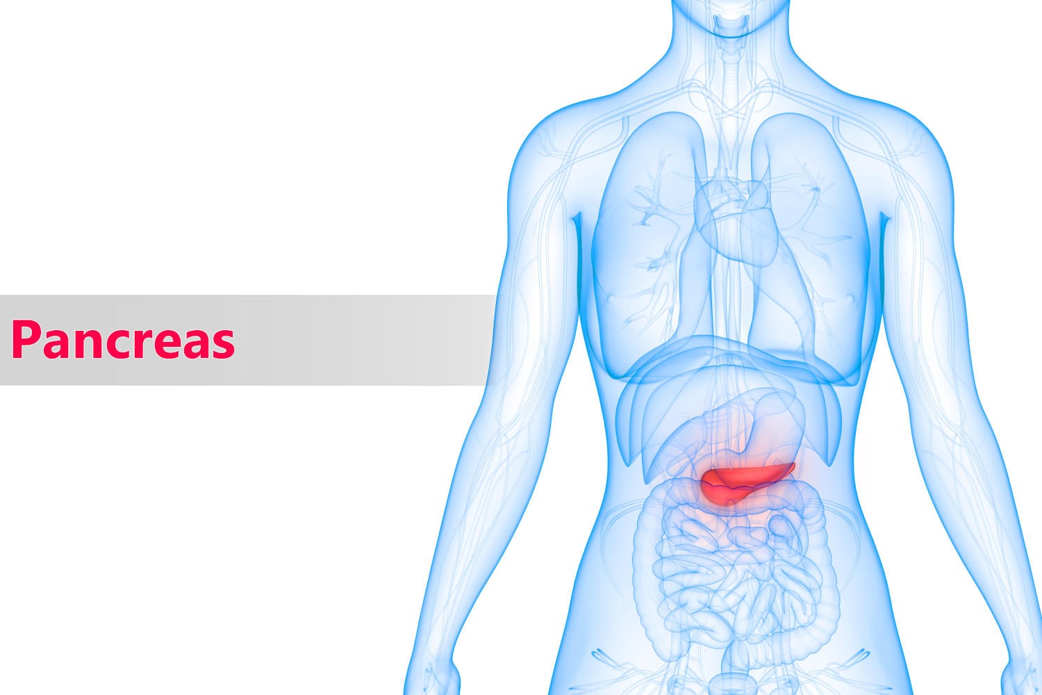 Posizione anatomica del pancreas