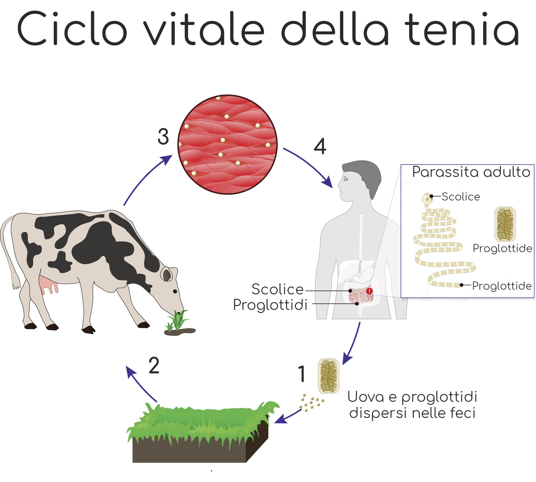 Ciclo vitale della tenia