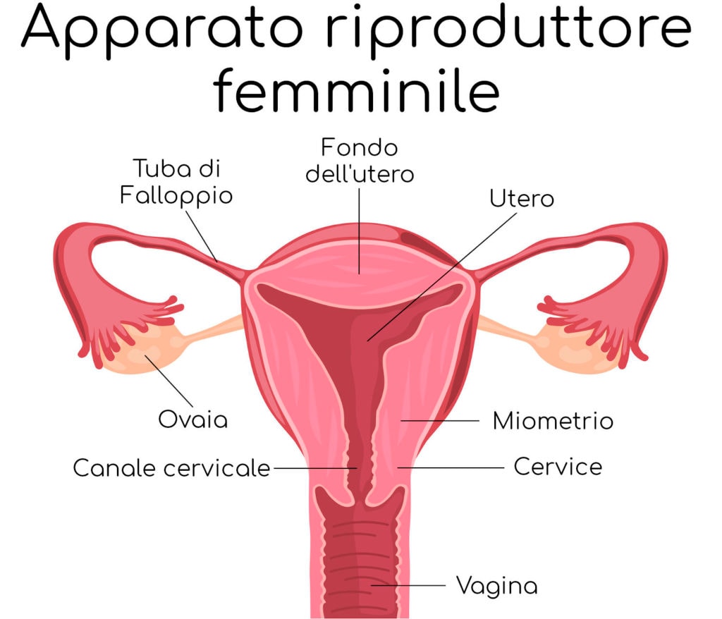Anatomia semplificata dell'apparato riproduttore femminile