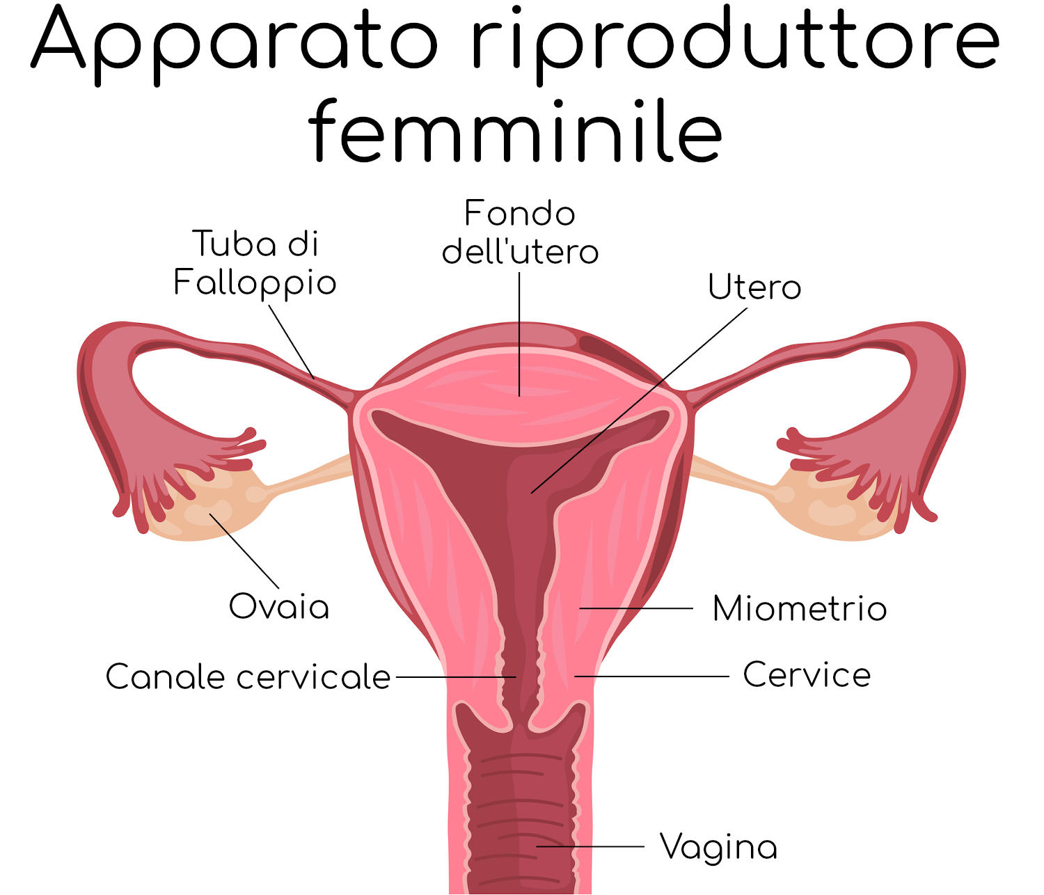 Anatomia semplificata dell'apparato riproduttore femminile