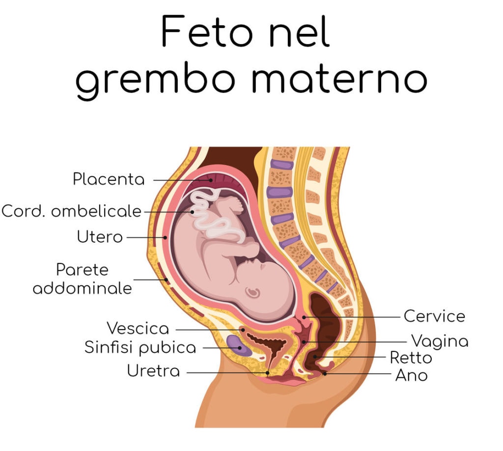 Anatomia semplificata della donna incinta