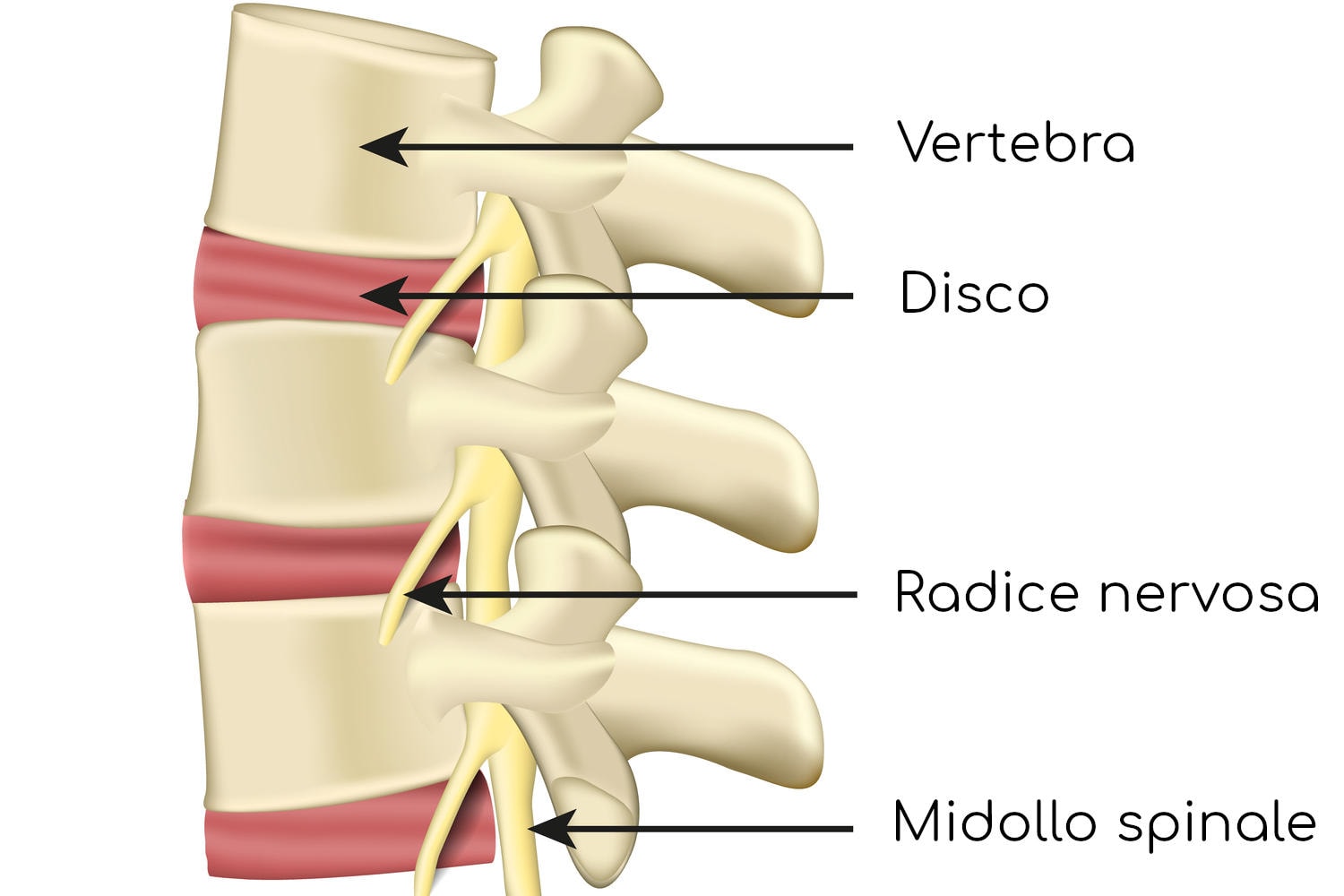 Anatomia semplificata della colonna vertebrale