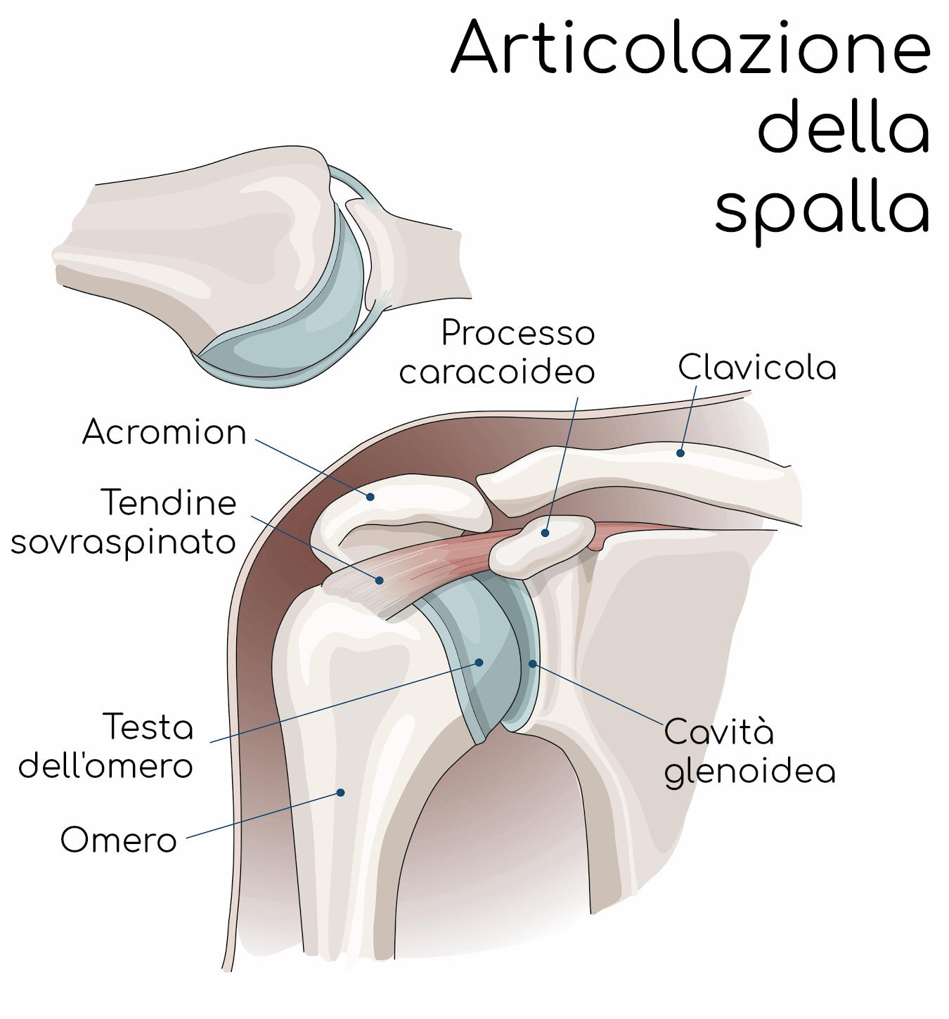 Anatomia semplificata dell'articolazione della spalla
