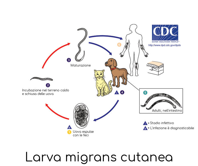 Ciclo vitale della larva migrans