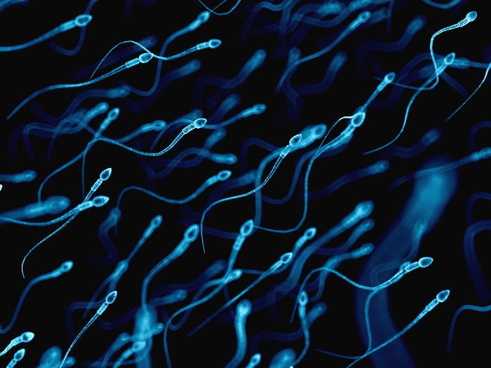 Ricostruzione grafica degli spermatozoi.
