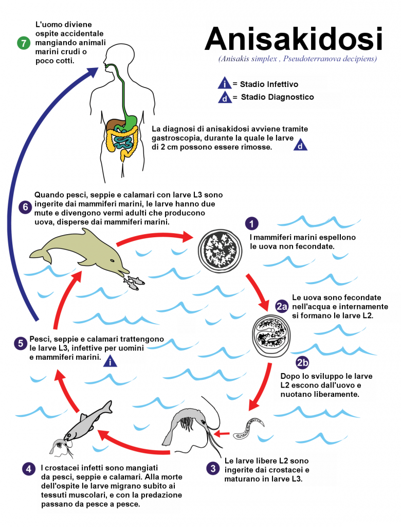 Anisakidosi, ciclo vitale Anisakidosi, ciclo vitale