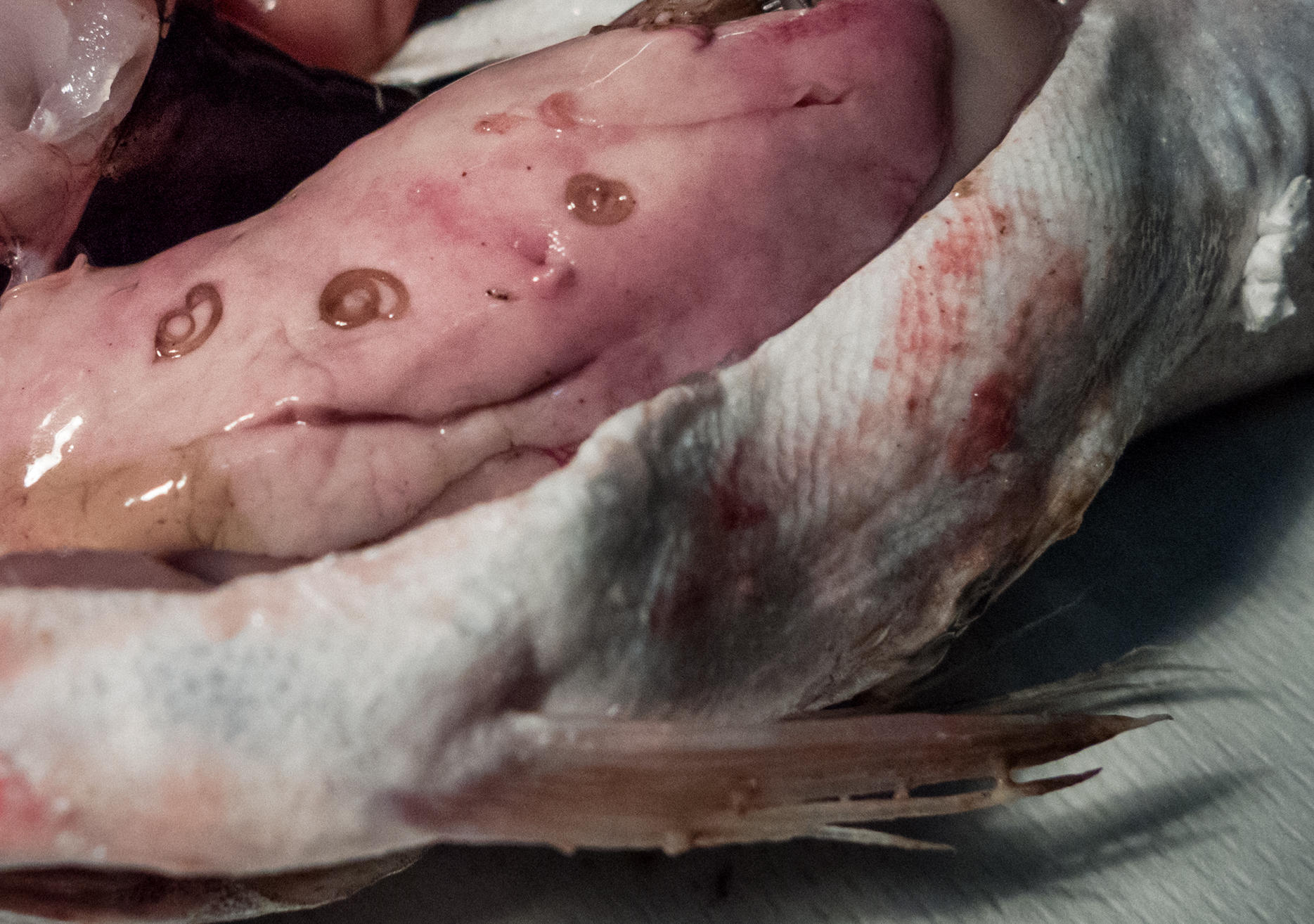 Foto di come si presenta l'anisakis nel pesce