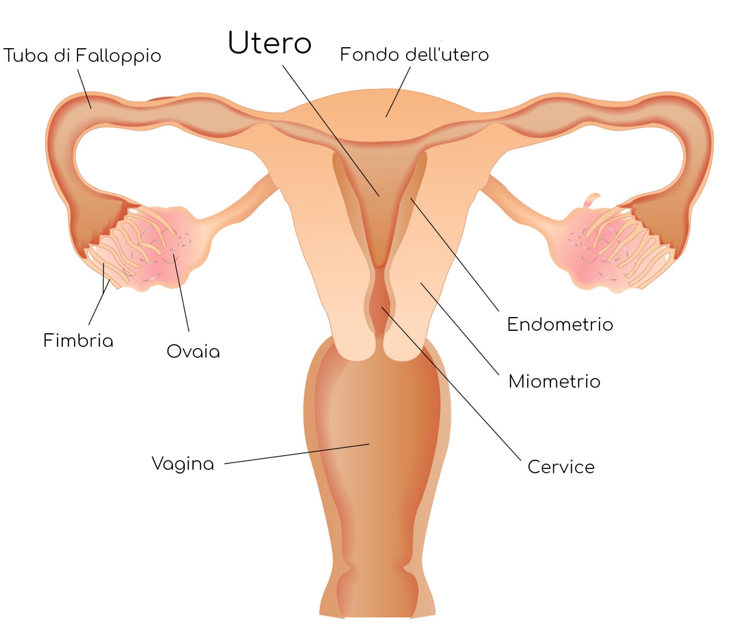 Anatomia semplificata dell'utero