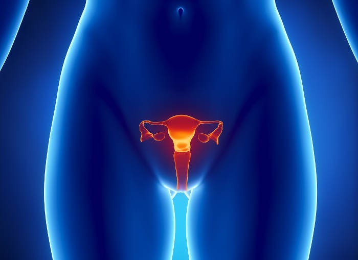 Rappresentazione grafica della posizione dell'utero e delle tube.