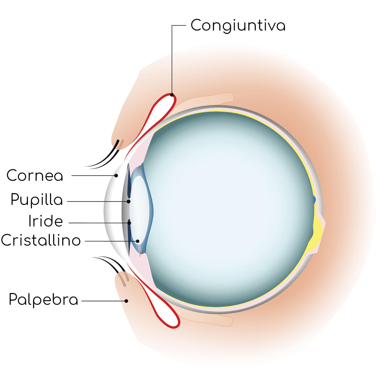 Anatomia esterna semplificata dell'occhio