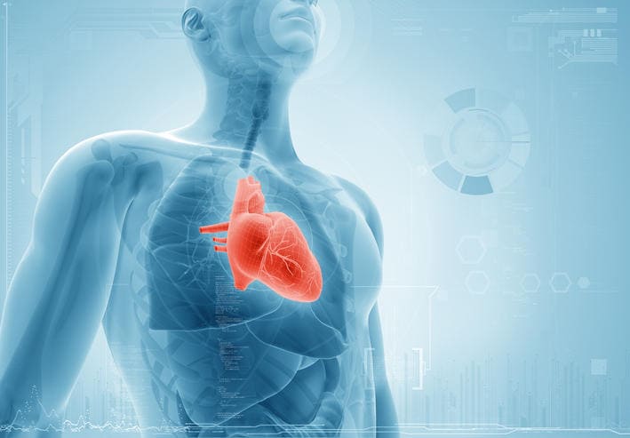 Ricostruzione grafica del cuore nell'organismo