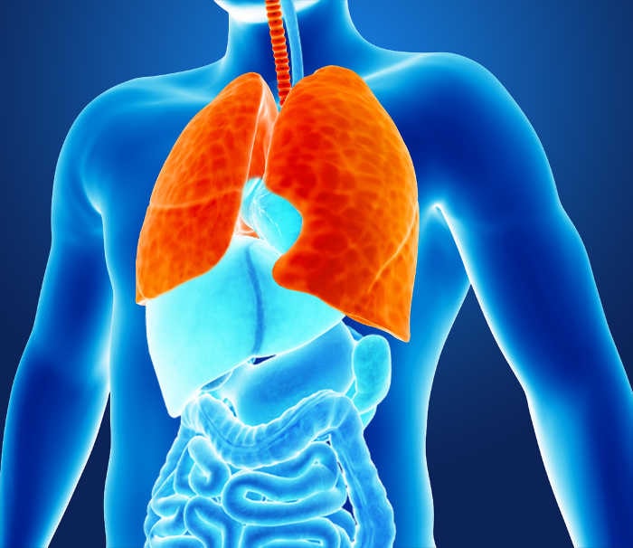 Ricostruzione grafica dell'anatomia dei polmoni