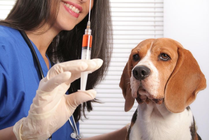 Fotografia di una veterinaria che sta per praticare il vaccino per la rabbia a un cane
