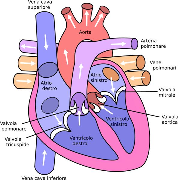 Rappresentazione schematica del cuore