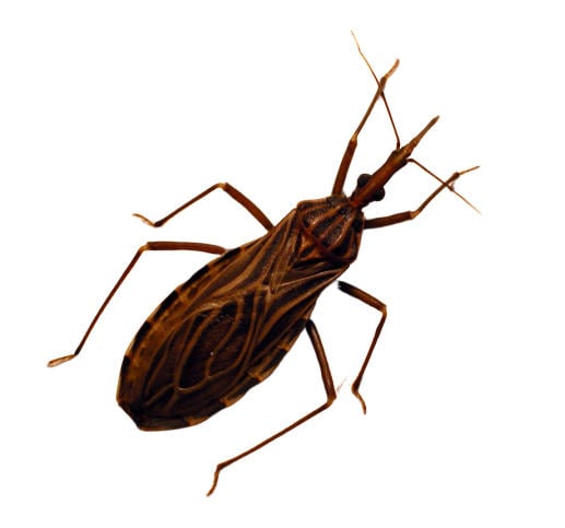 Immagine di una delle cimici responsabili del contagio del morbo di Chagas