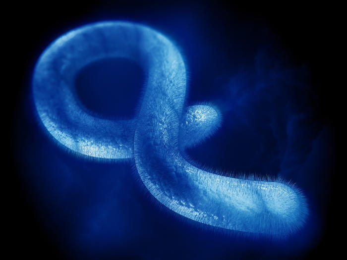Rappresentazione grafica del virus Ebola