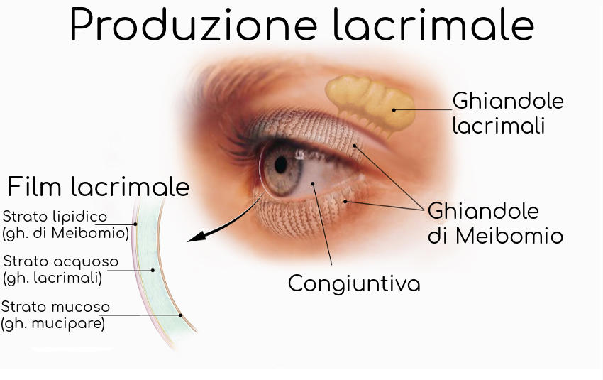 Rappresentazione anatomica delle ghiandole di Meibomio