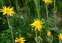 Immagine della pianta Arnica Montana
