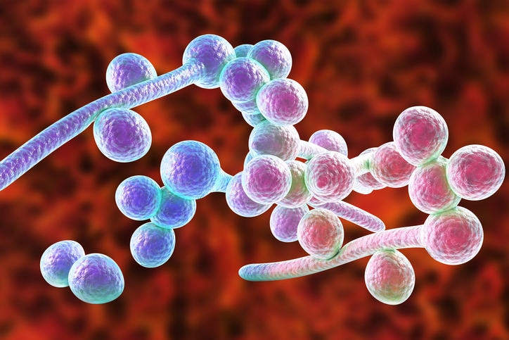 Ricostruzione grafica della candida albicans