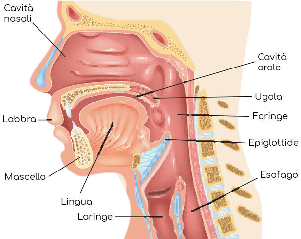 Schema semplificato della gola