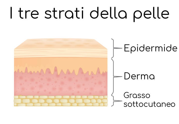 Esemplificazione dei tre strati della pelle