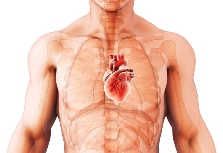 Posizione anatomica del cuore, al centro del petto