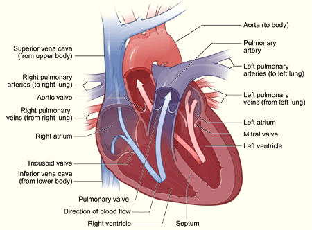Immagine semplificata del funzionamento del cuore