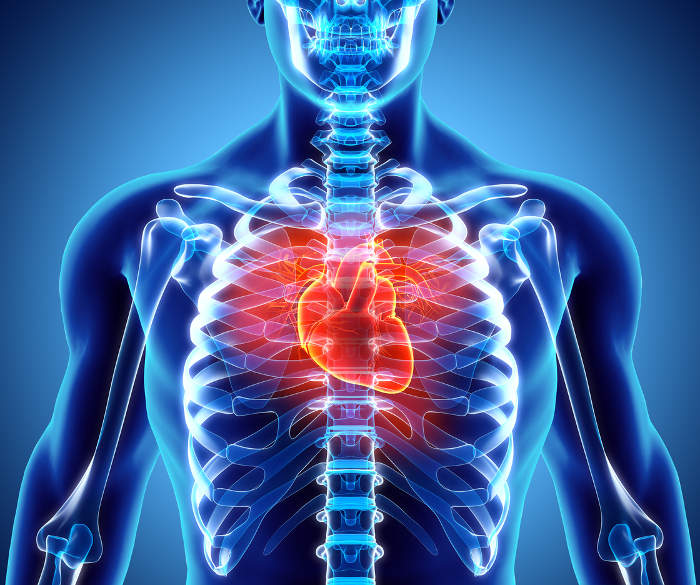 Rappresentazione grafica dell'anatomia del cuore