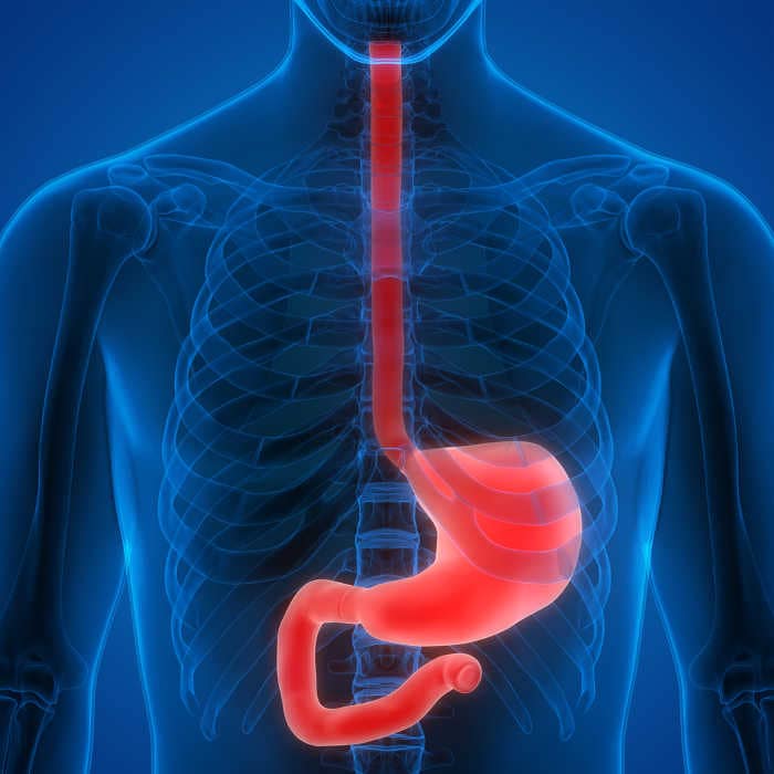 Ricostruzione grafica che evidenzia anatomicamente la posizione dell'esofago
