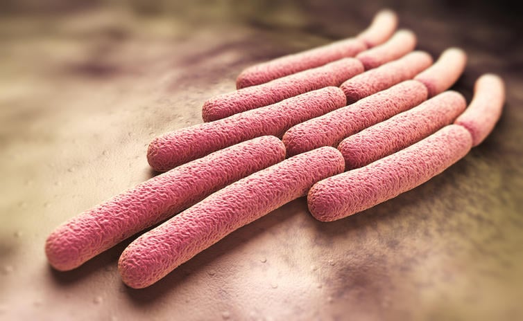 Ricostruzione grafica dei batteri Shigella