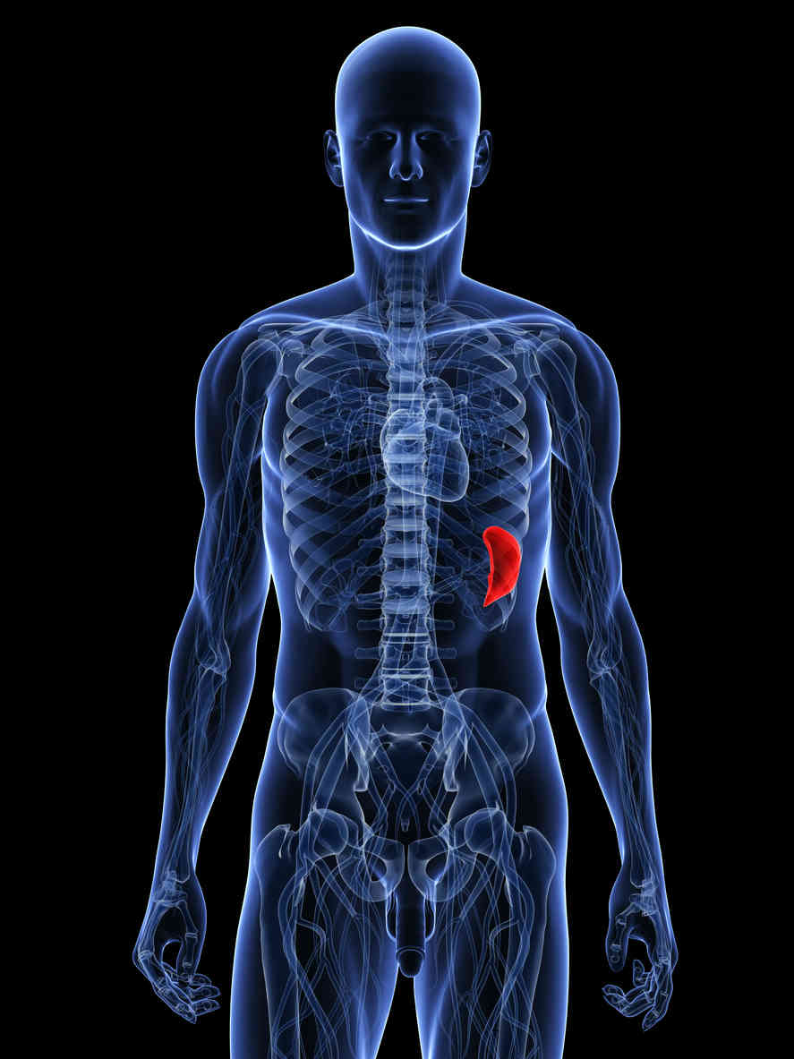Ricostruzione della posizione anatomica della milza