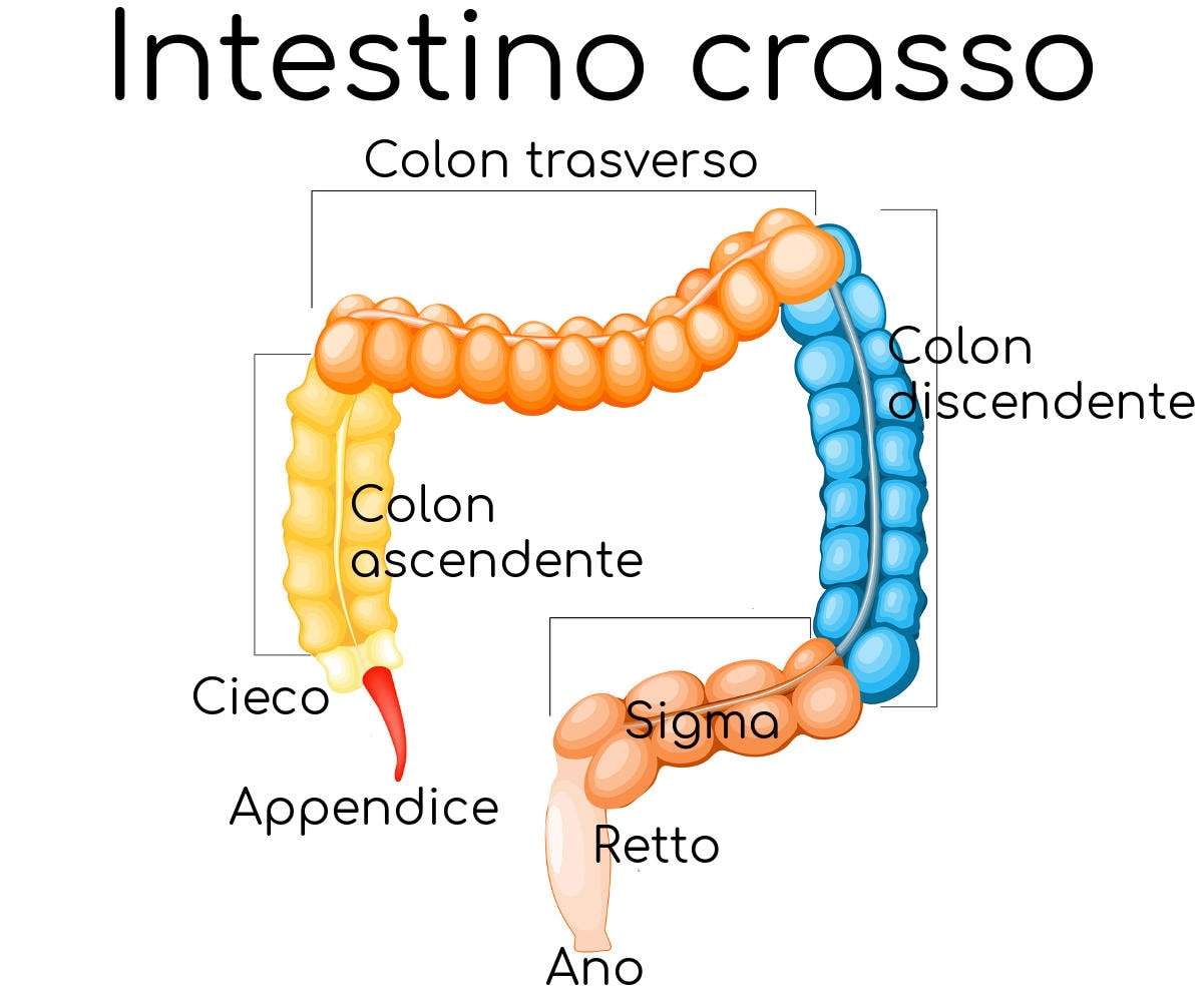Intestino crasso e dettaglio del colon