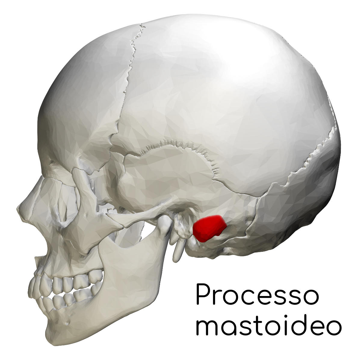 Processo mastoideo evidenziato in rosso