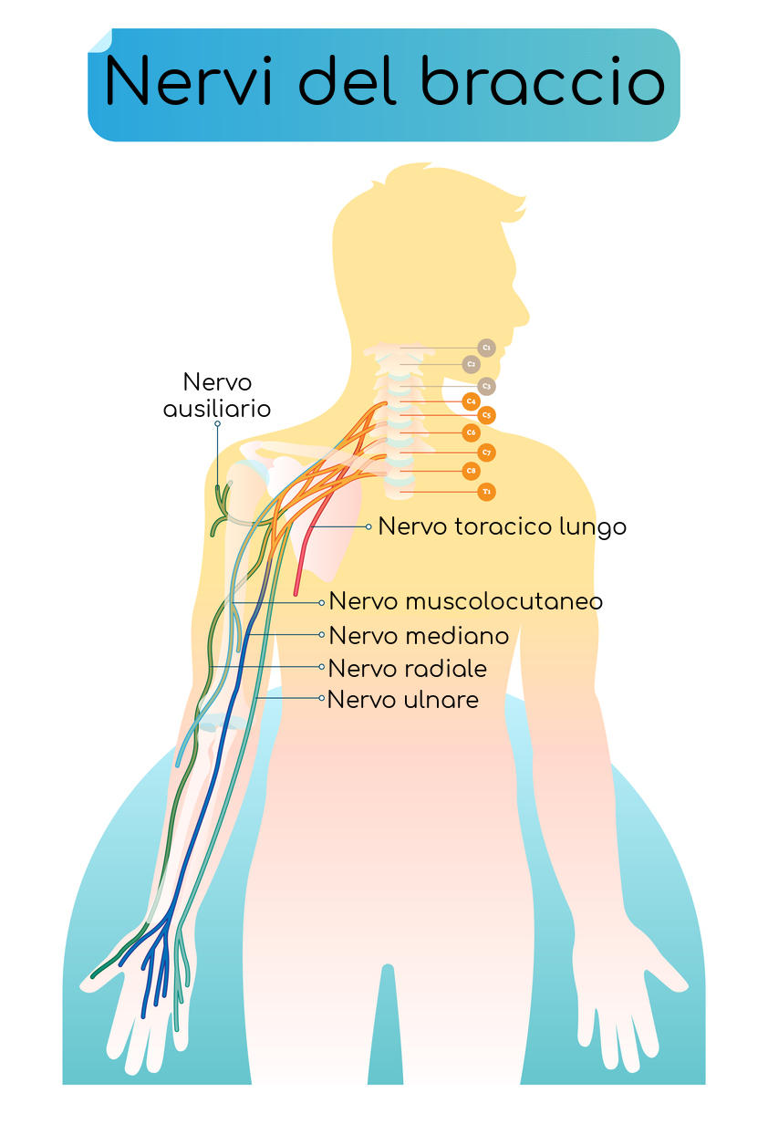 Nervi del braccio, anatomia semplificata