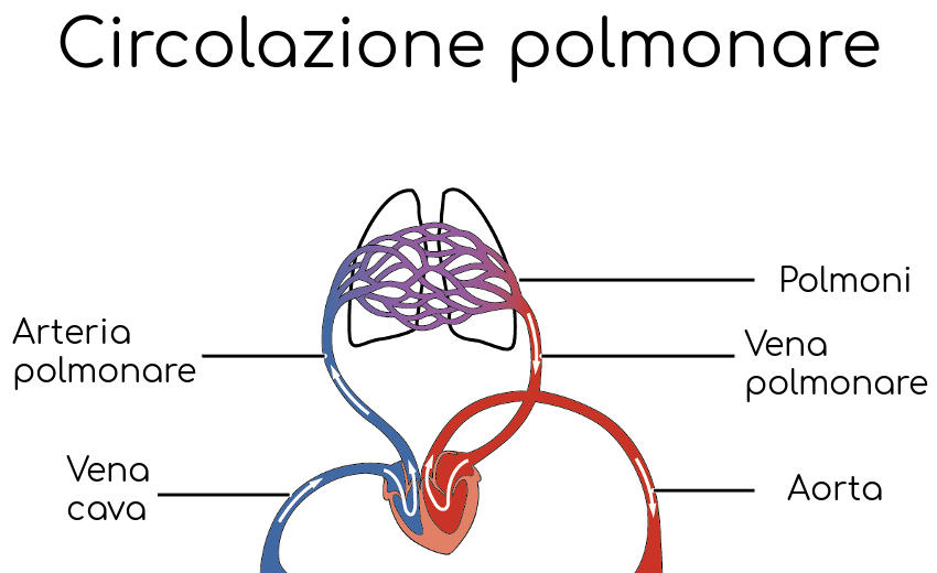 Circolazione polmonare