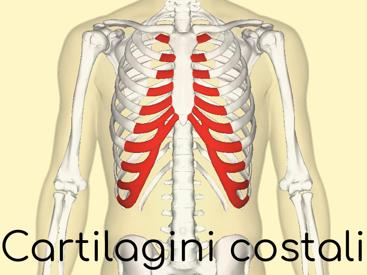 Anatomia delle cartilagini costali