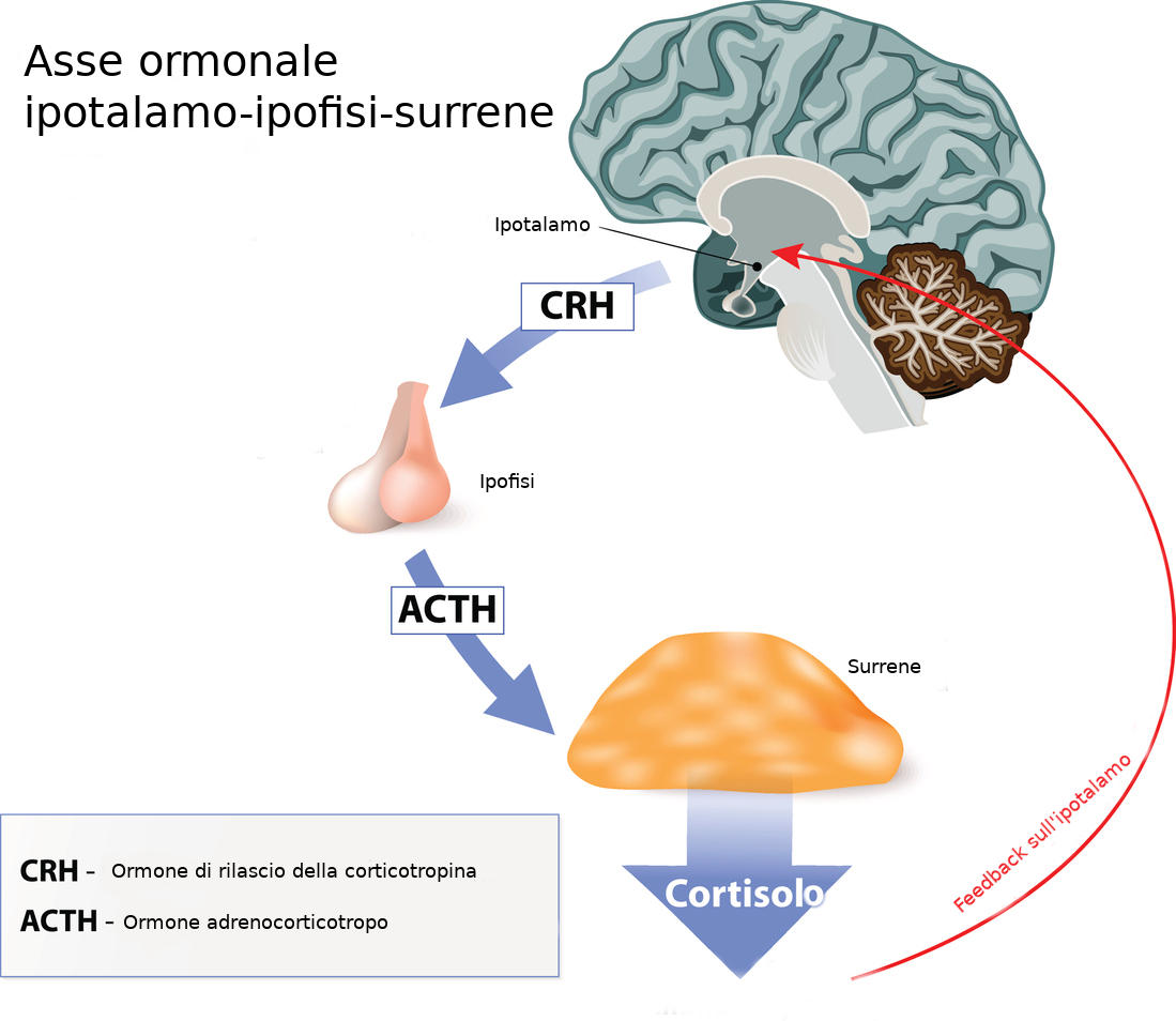 Esemplificazione grafica dell'asse ormonale alla base della produzione di cortisolo