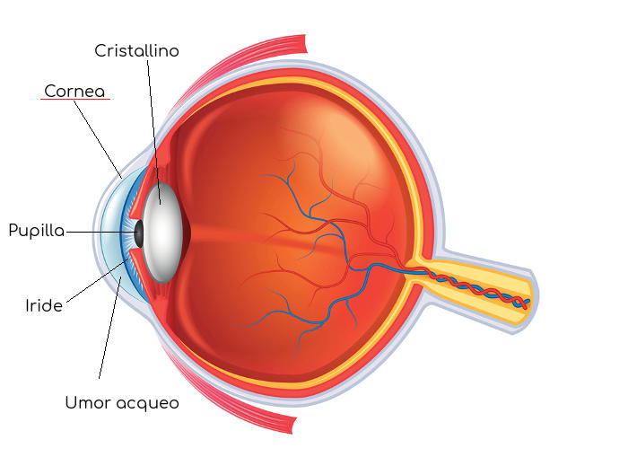 Anatomia dell'occhio